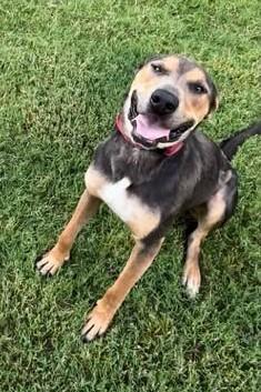 Enlarge Danny, a Adoptable mixed breed in Tulsa, OK image 1/1