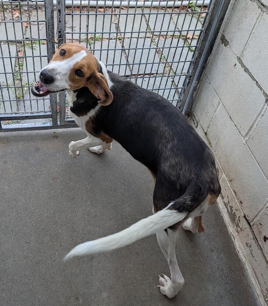 Linda #166, Adoptable, Young Female Hound.