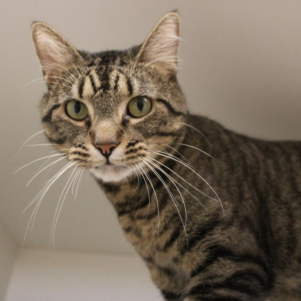 Enlarge Ozzy, a Adoptable Domestic Short Hair in Champaign, IL image 1/3