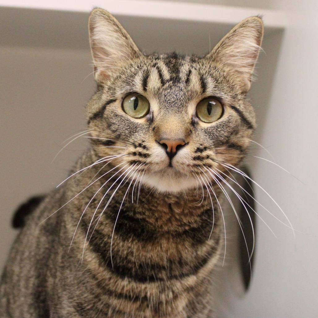 Enlarge Ozzy, a Adoptable Domestic Short Hair in Champaign, IL image 2/3