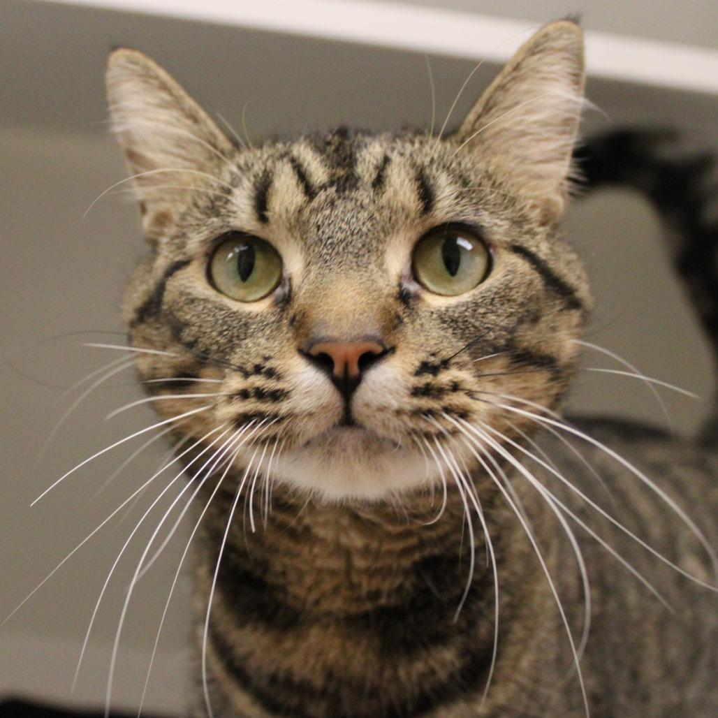 Enlarge Ozzy, a Adoptable Domestic Short Hair in Champaign, IL image 3/3