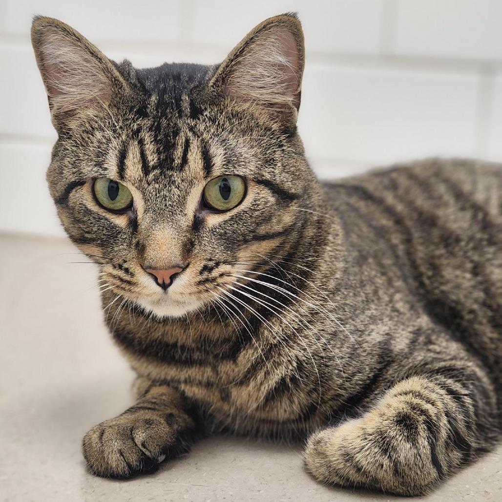 Enlarge Ozzy, a Adoptable Domestic Short Hair in Champaign, IL image 4/5