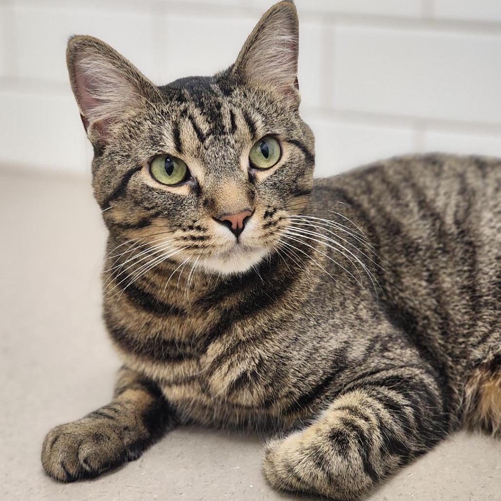 Enlarge Ozzy, a Adoptable Domestic Short Hair in Champaign, IL image 5/5