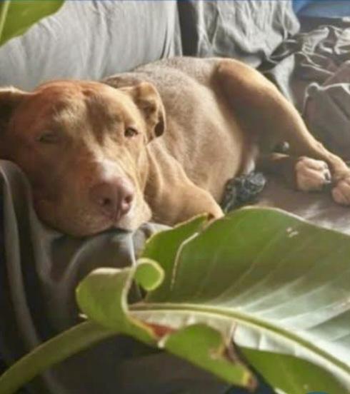 Enlarge Myles, a Adoptable mixed breed in East Moriches, NY image 5/6