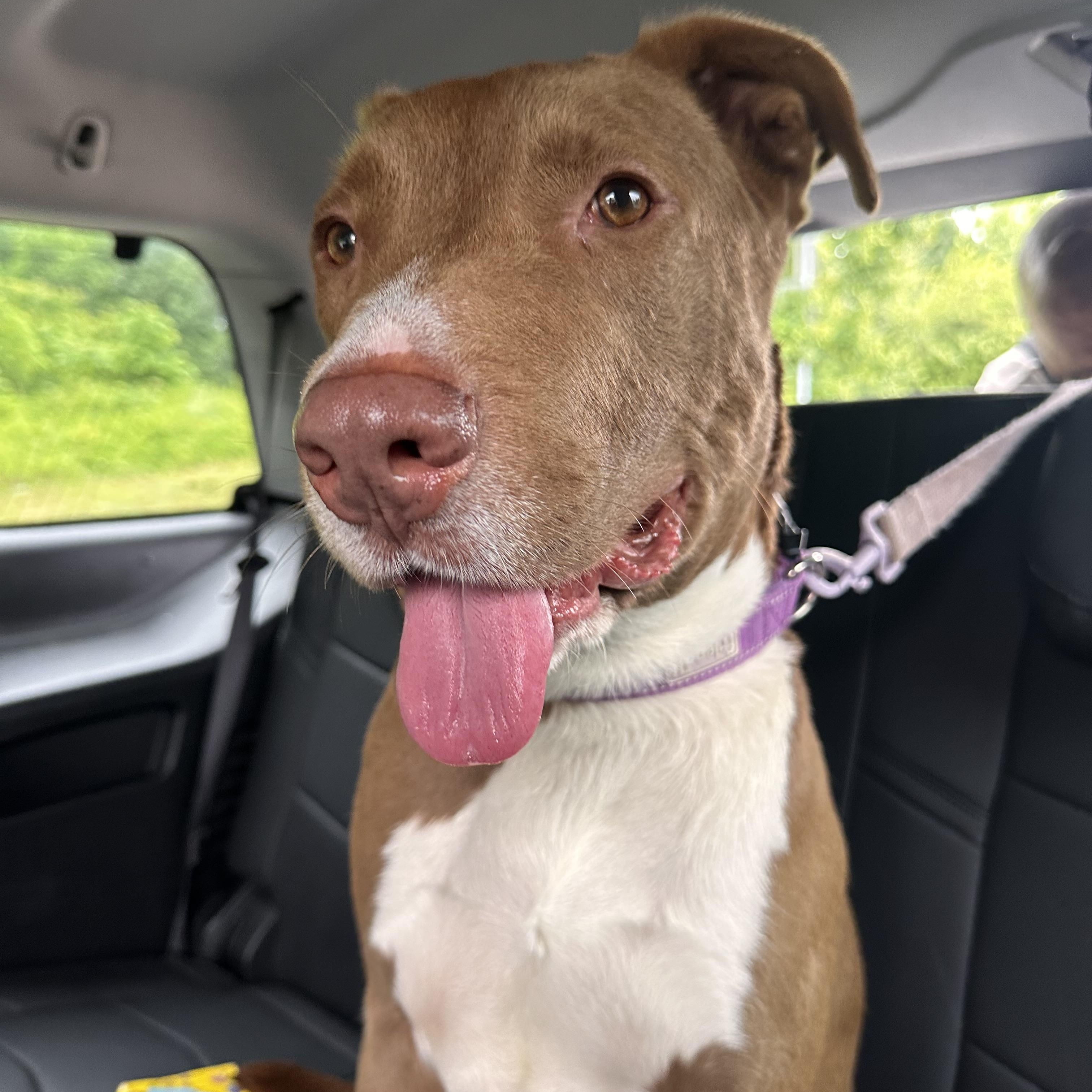 Enlarge Myles, a Adoptable mixed breed in East Moriches, NY image 1/6