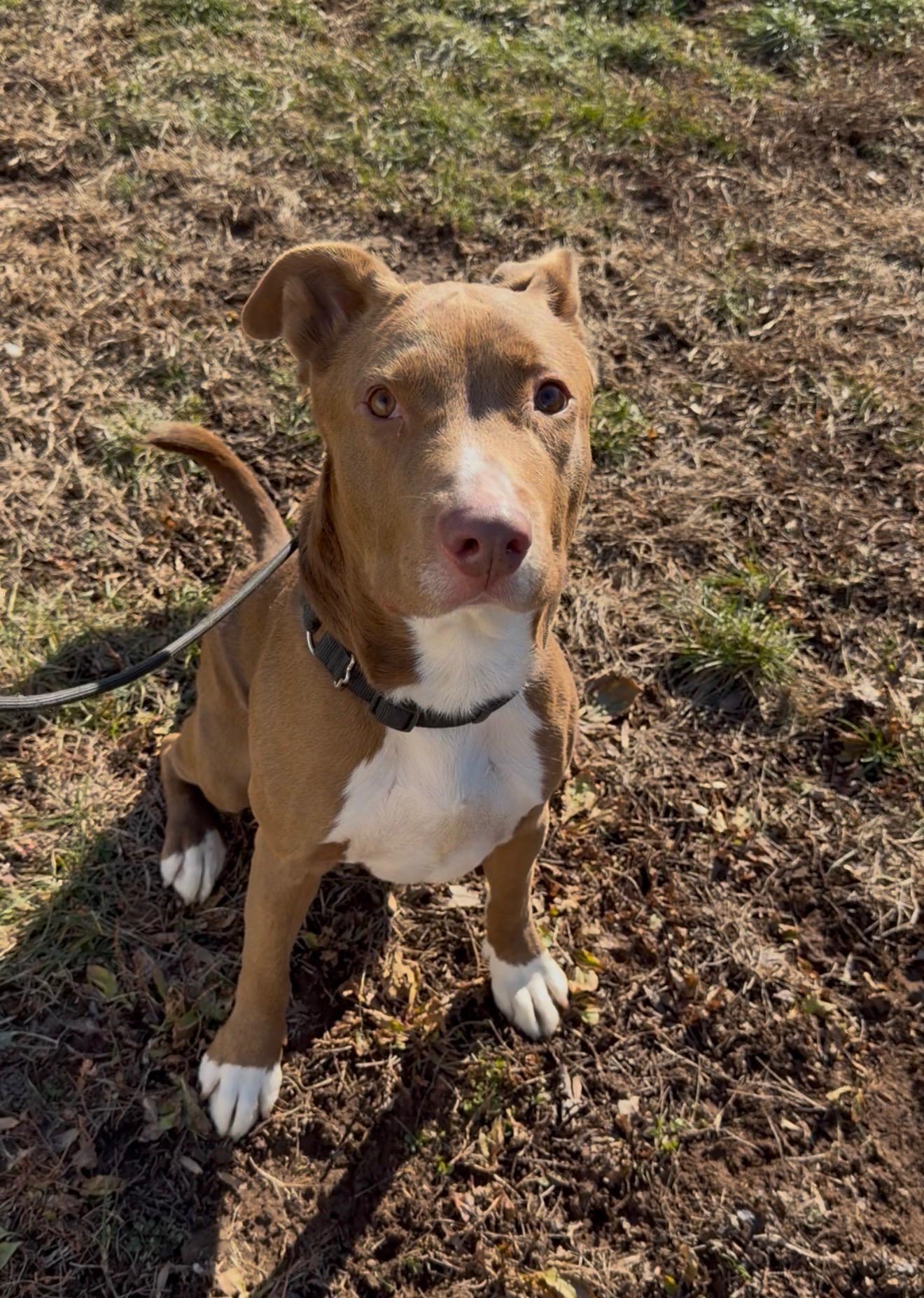 Myles, Adoptable, Young Male Mixed Breed.