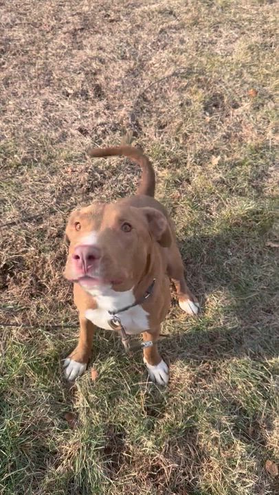 Enlarge Myles, a Adoptable mixed breed in East Moriches, NY video 1/6