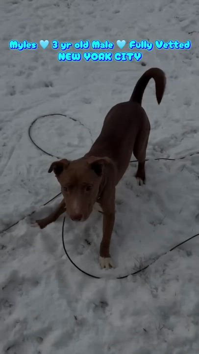 Enlarge Myles, a Adoptable mixed breed in East Moriches, NY video 6/6