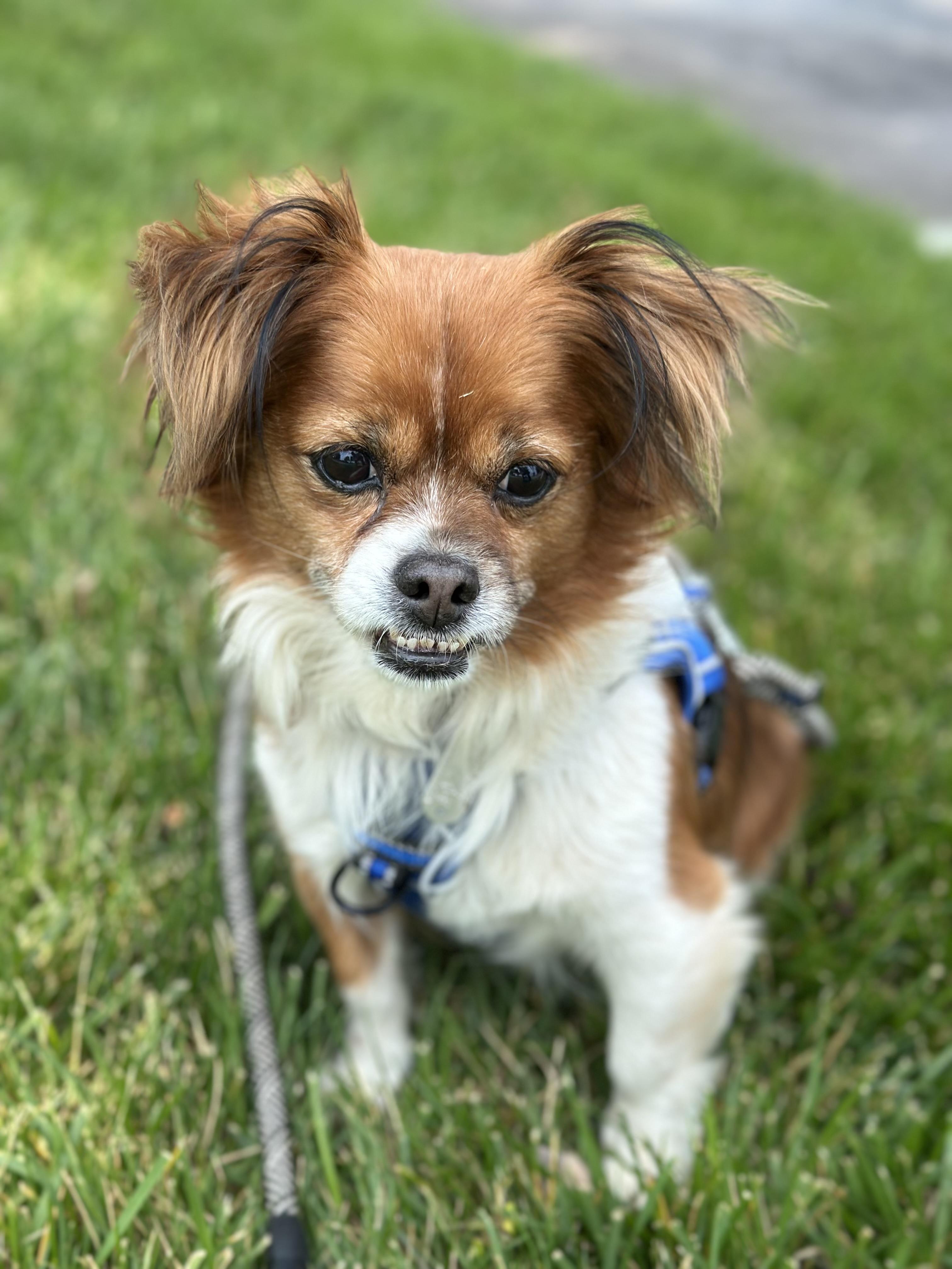 Troy, Adult Male Tibetan Spaniel