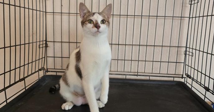 Enlarge Dalila, a Adopted Domestic Short Hair in Naranjito, PR image 1/1