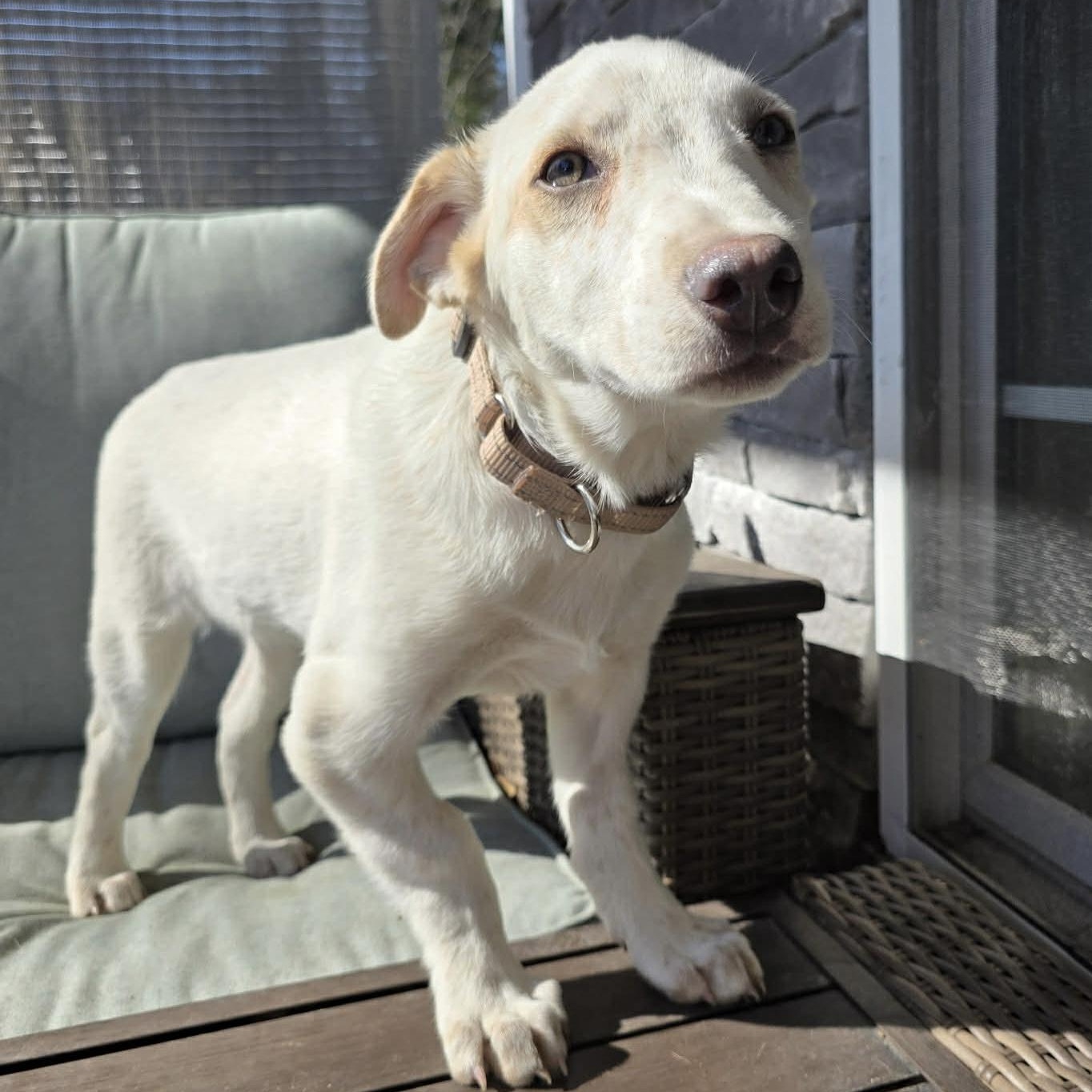 Enlarge Ricky , a ADOPTABLE mixed breed in Pelham, NH image 5/6