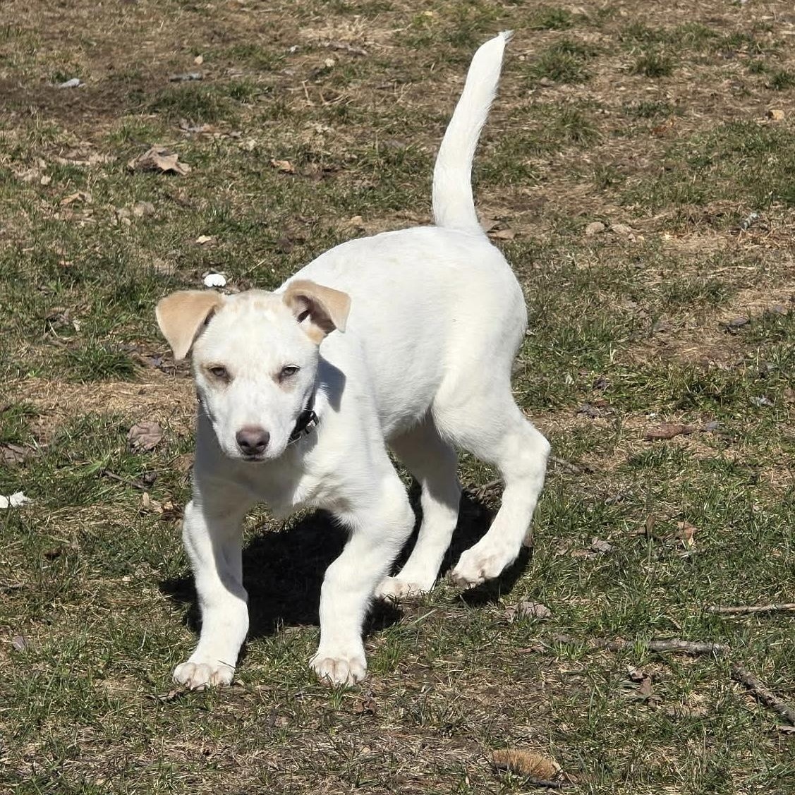 Enlarge Ricky , a ADOPTABLE mixed breed in Pelham, NH image 3/6