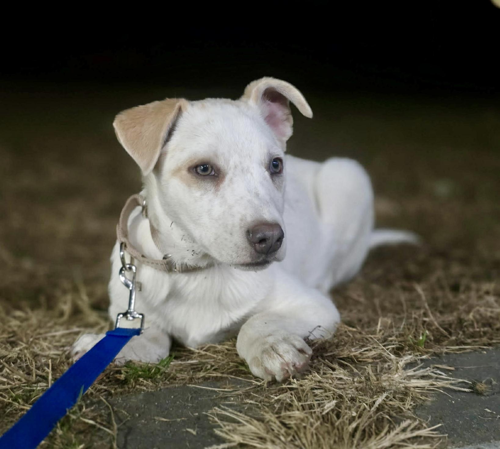 Enlarge Ricky , a ADOPTABLE mixed breed in Pelham, NH image 6/6