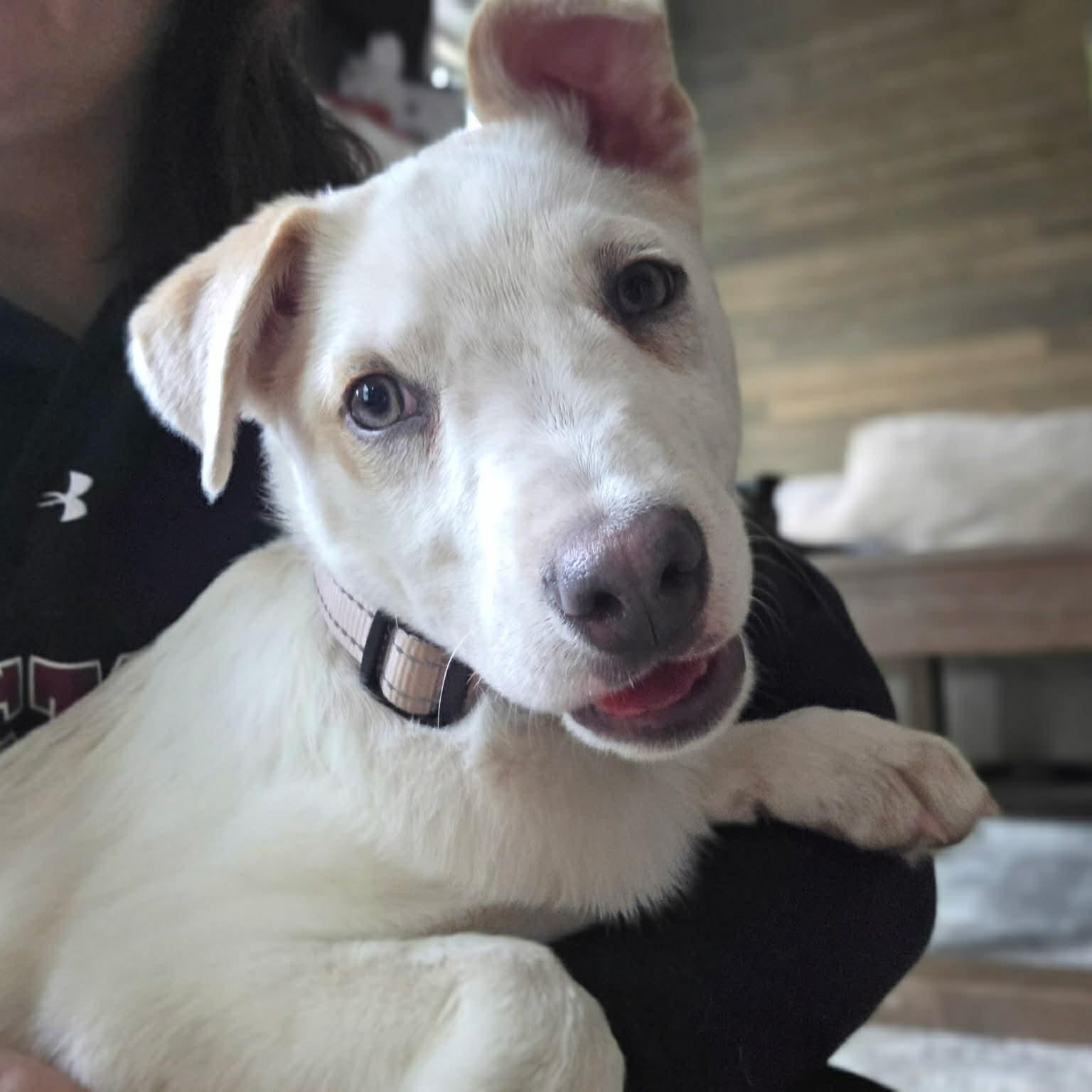 Ricky , ADOPTABLE, Puppy Male Mixed Breed.