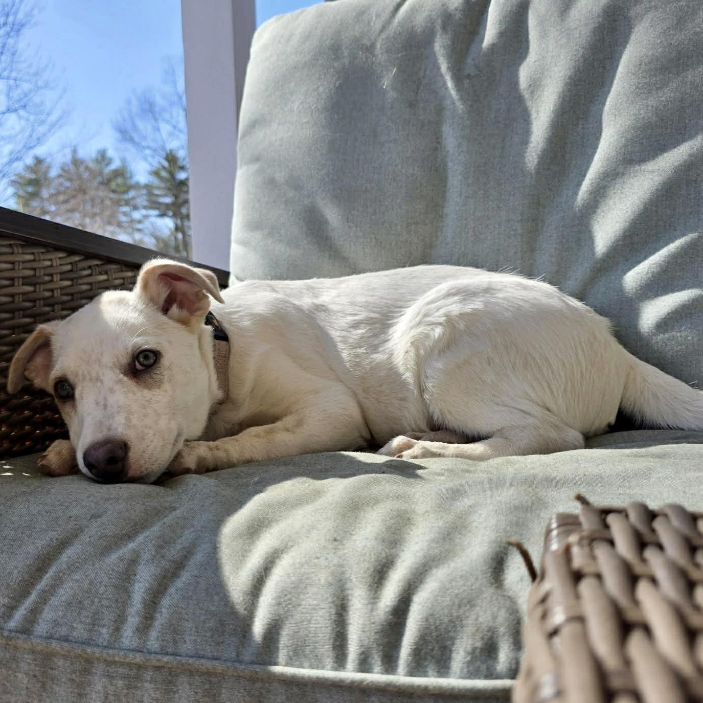 Enlarge Ricky , a ADOPTABLE mixed breed in Pelham, NH image 4/6