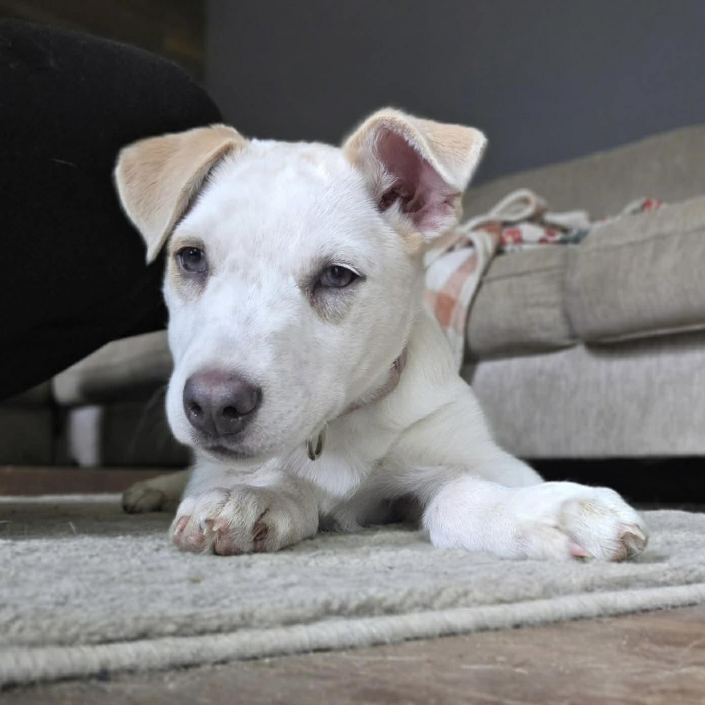 Enlarge Ricky , a ADOPTABLE mixed breed in Pelham, NH image 2/6