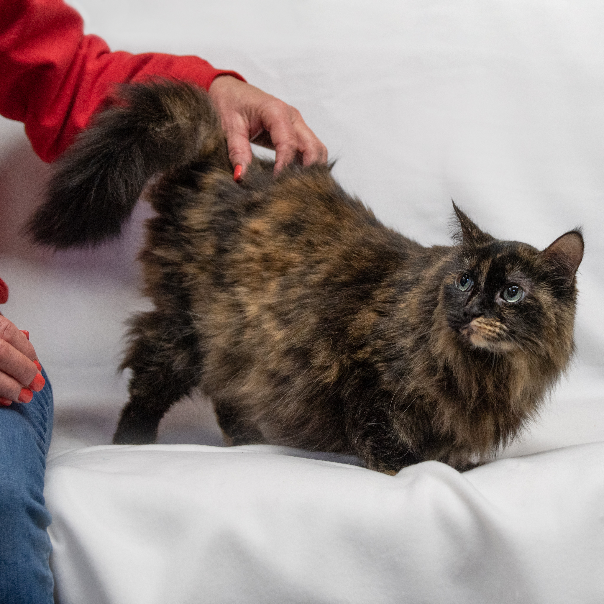 Enlarge Mazie, a Adoptable Domestic Long Hair in Manchester, MI image 1/7