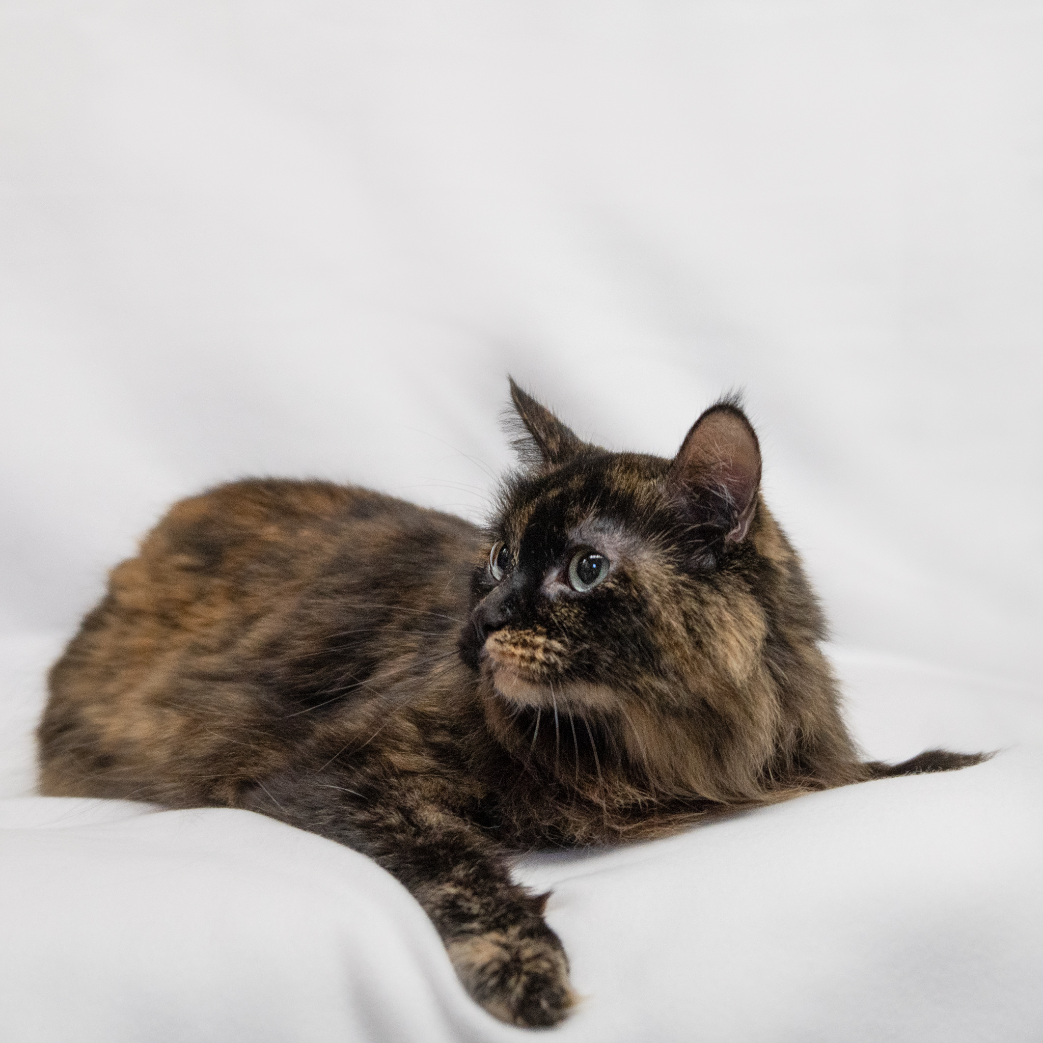 Enlarge Mazie, a Adoptable Domestic Long Hair in Manchester, MI image 2/7