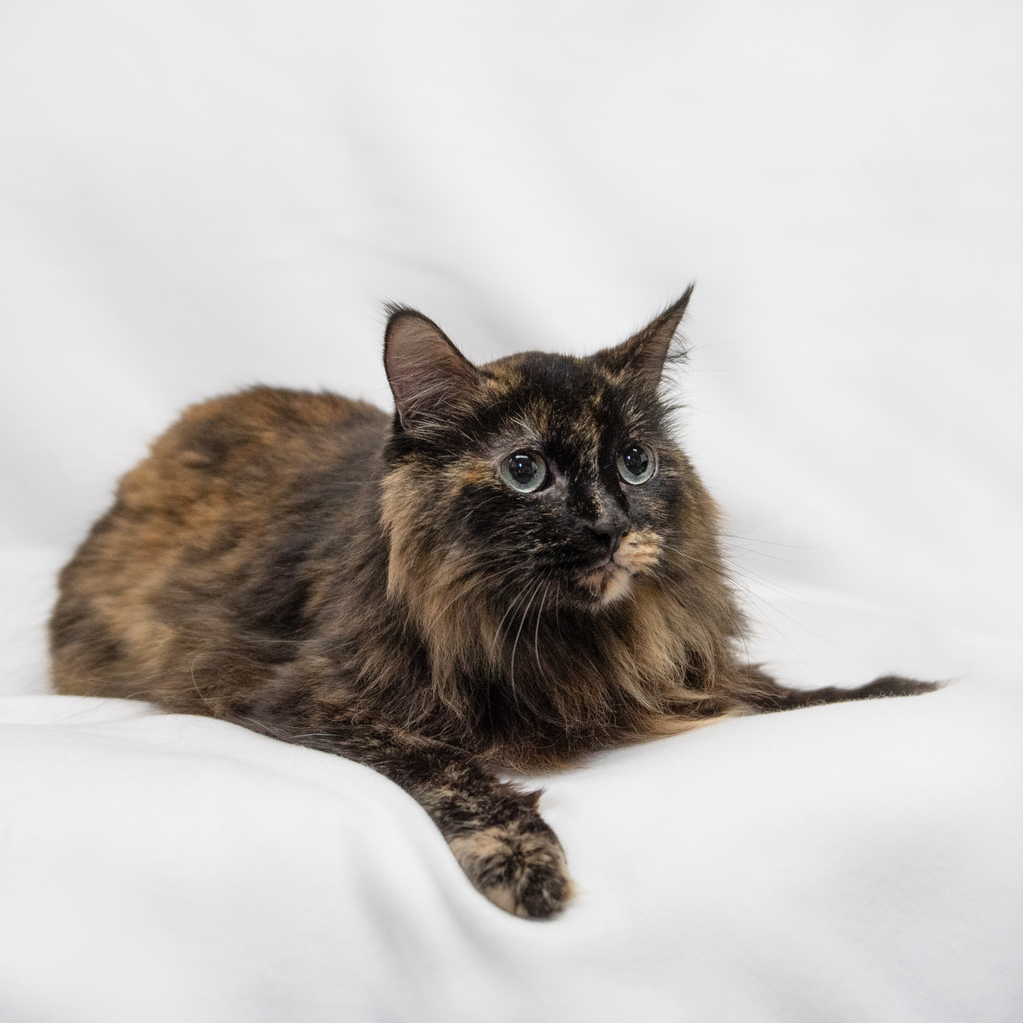 Enlarge Mazie, a Adoptable Domestic Long Hair in Manchester, MI image 3/7