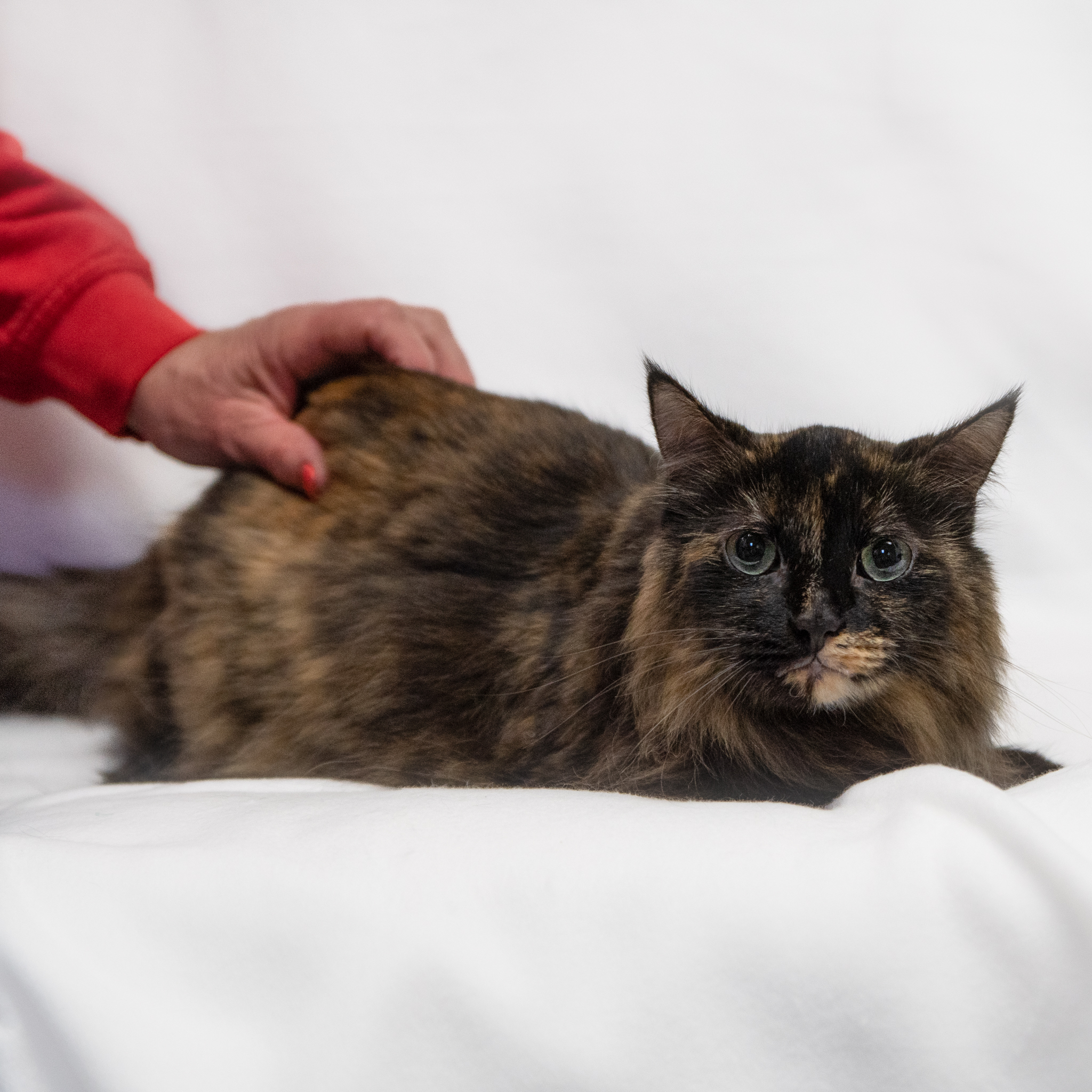Enlarge Mazie, a Adoptable Domestic Long Hair in Manchester, MI image 4/7