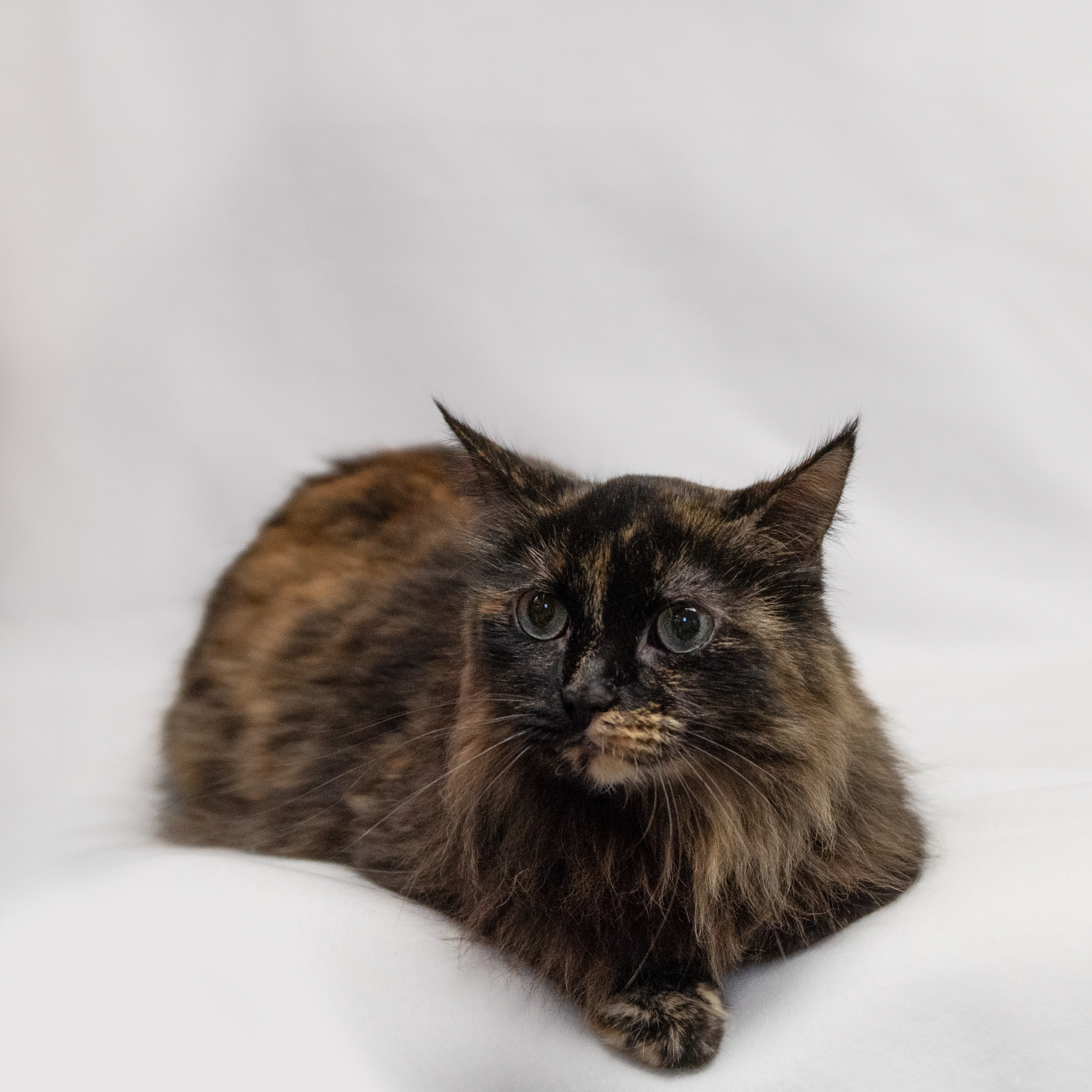 Enlarge Mazie, a Adoptable Domestic Long Hair in Manchester, MI image 5/7