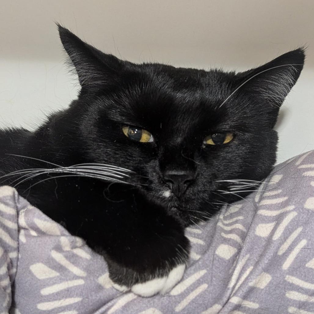 Midori, Adoptable, Senior Female Domestic Short Hair.