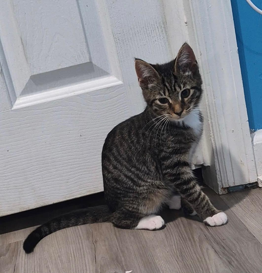 Prince, adopted, Young Male Domestic Short Hair.