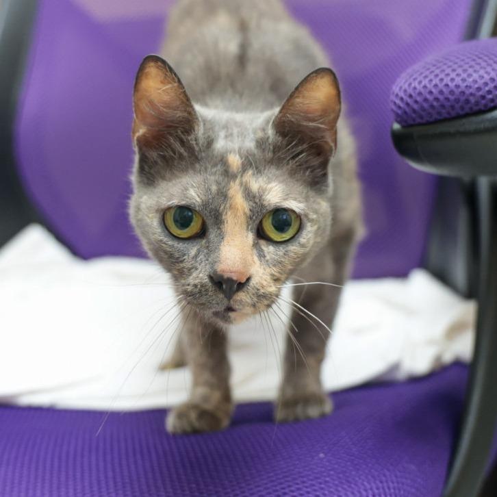 Cherry, a Adoptable Domestic Short Hair in Santa Barbara, CA image 1/2