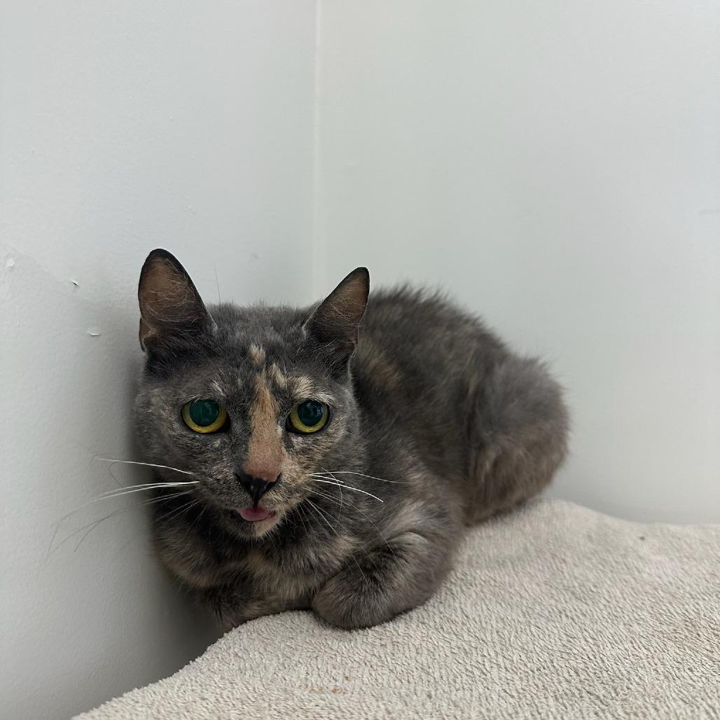 Cherry, a Adoptable Domestic Short Hair in Santa Barbara, CA image 2/2