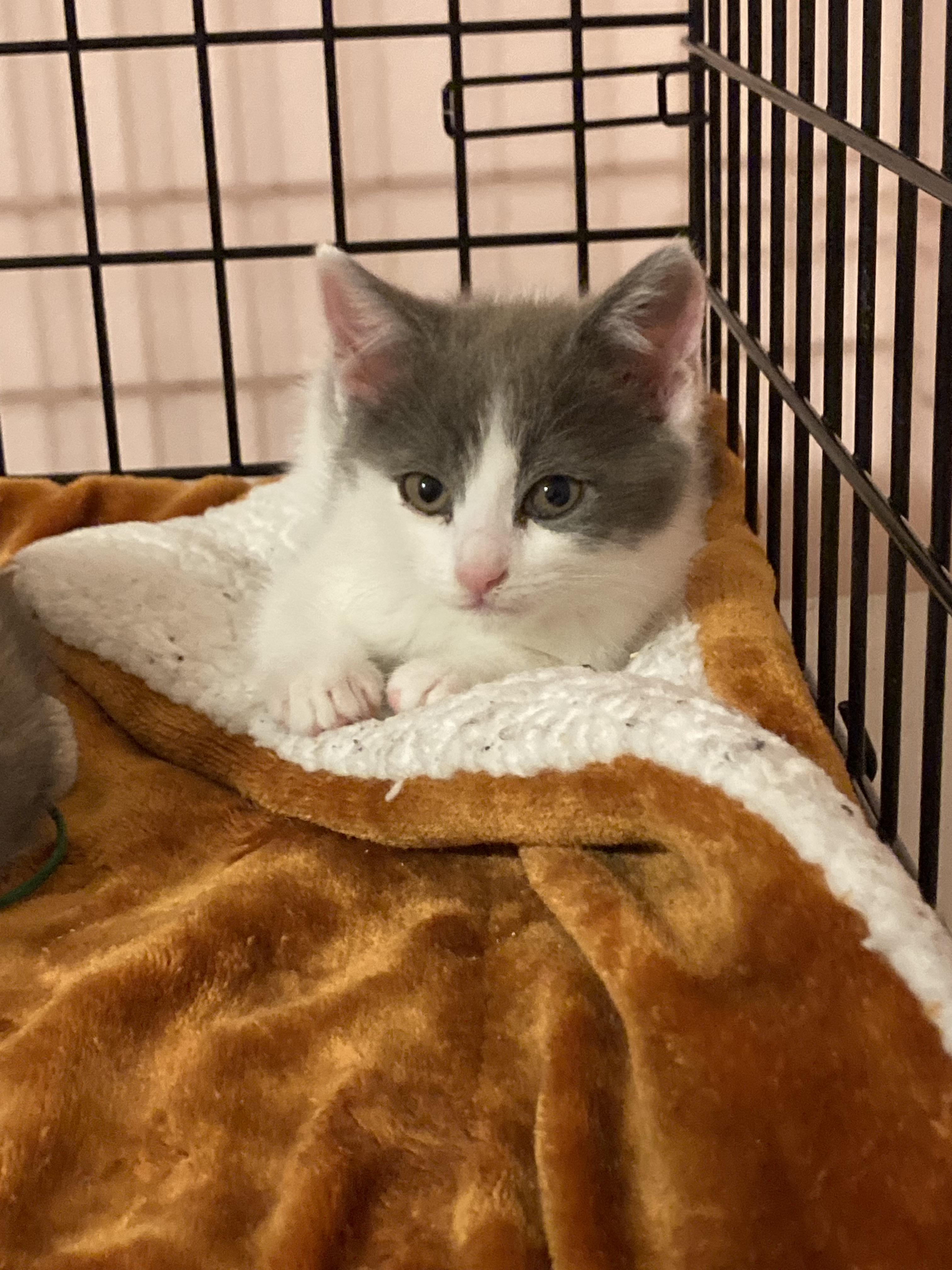 Enlarge Wendy Darling, a Adoptable mixed breed in Pinson, AL image 1/1
