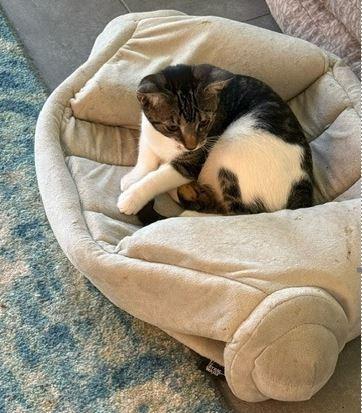 Sparky, Adoptable, Young Male Domestic Short Hair.