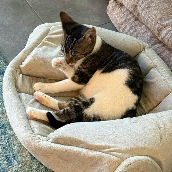 Enlarge Sparky, a Adoptable Domestic Short Hair in Pitman, NJ image 2/3