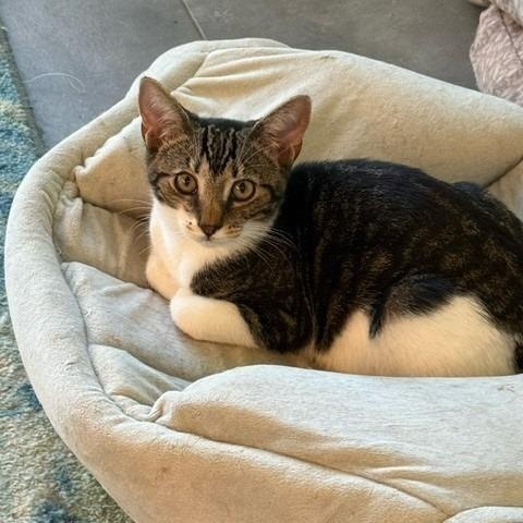 Sparky, Adoptable, Young Male Domestic Short Hair.