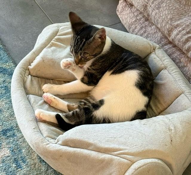 Enlarge Sparky, a Adoptable mixed breed in Pitman, NJ image 3/5