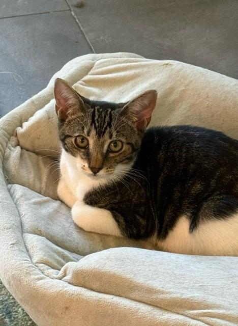 Enlarge Sparky, a Adoptable mixed breed in Pitman, NJ image 4/5