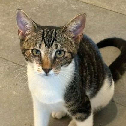 Enlarge Sparky, a Adoptable Domestic Short Hair in Pitman, NJ image 3/3