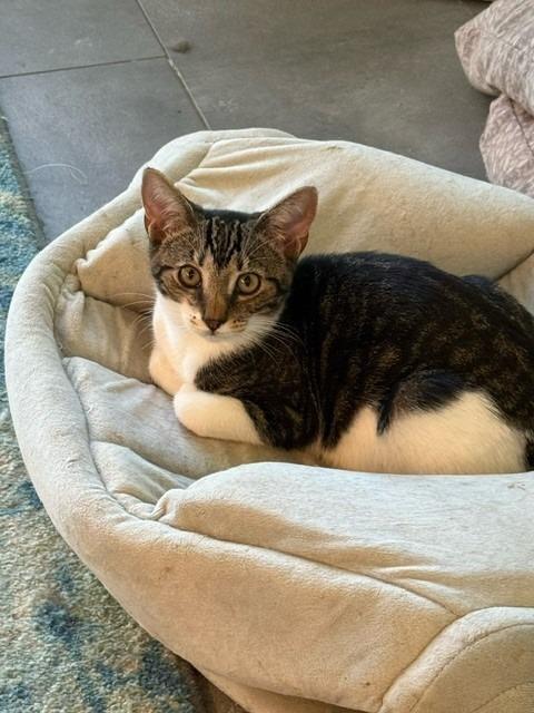 Enlarge Sparky, a Adoptable mixed breed in Pitman, NJ image 5/5