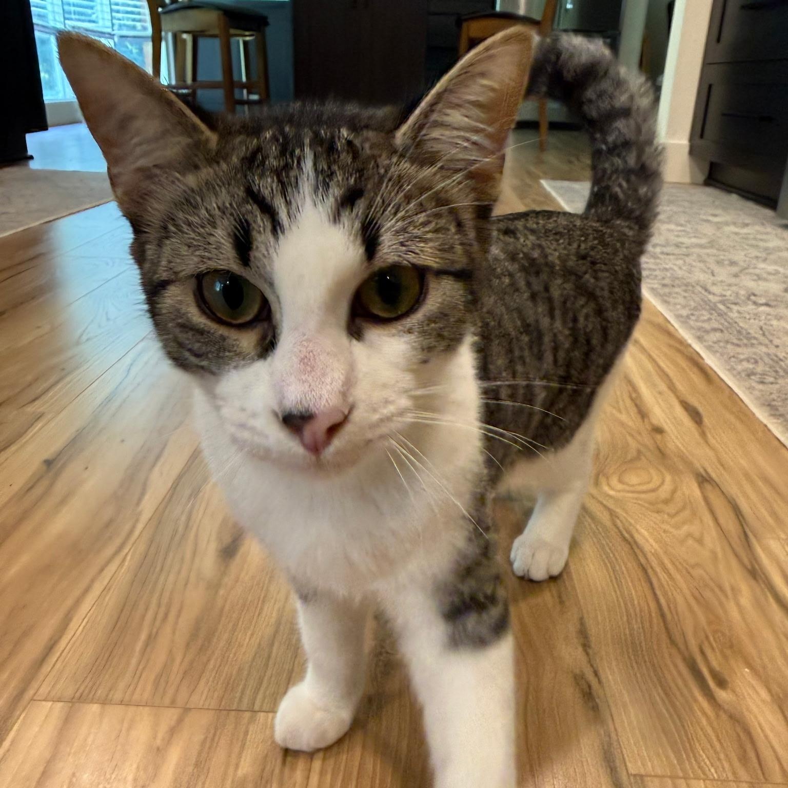 Enlarge Raymond, a Adoptable mixed breed in Rochester Hills, MI image 2/5