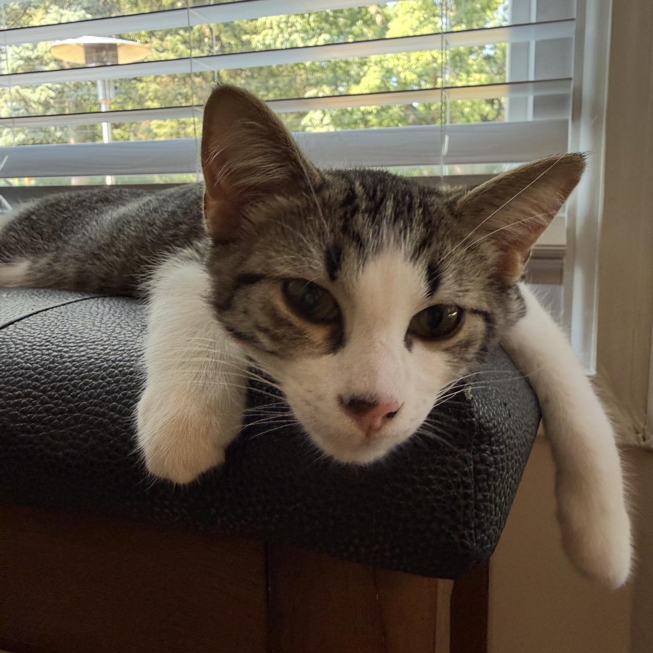 Raymond, Adoptable, Kitten Male Domestic Short Hair & Tabby.