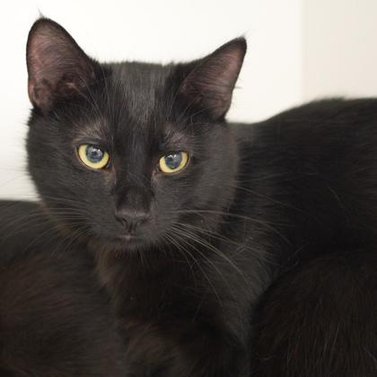 Blaze (bonded with Ash), a Adoptable mixed breed in Verona, WI image 2/3