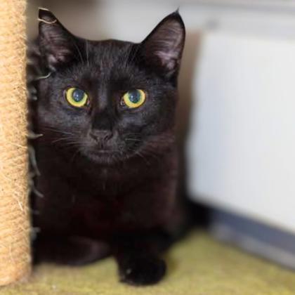 Blaze (bonded with Ash), a Adoptable mixed breed in Verona, WI image 3/3