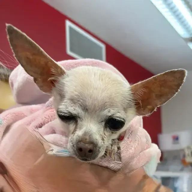 Enlarge Trina, a ADOPTABLE Chihuahua in Albuquerque, NM image 2/2