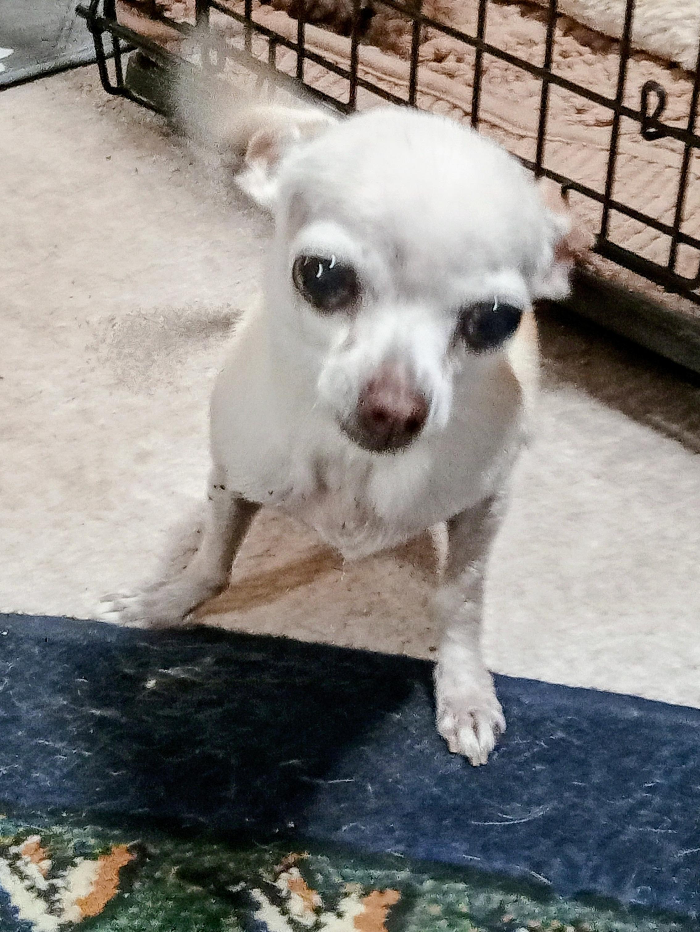 Enlarge Trina, a ADOPTABLE Chihuahua in Albuquerque, NM image 1/2