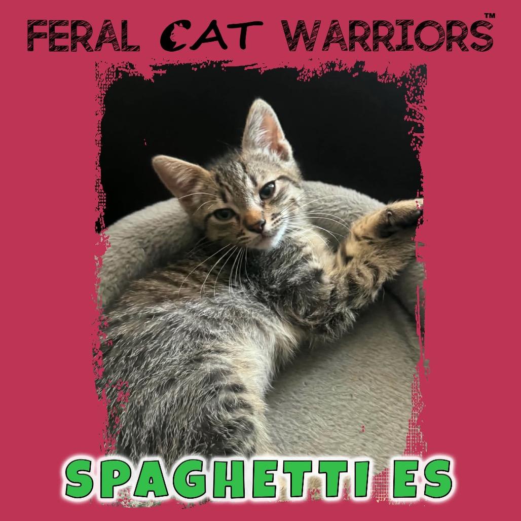 Spaghetti ES, Adoptable, Kitten Male Domestic Short Hair.