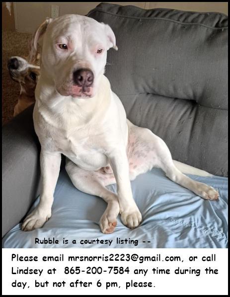 Rubble, Adoptable, Young Male Husky & American Bulldog.