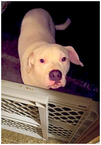 Rubble, a Adoptable mixed breed in Oak Ridge, TN image 2/3