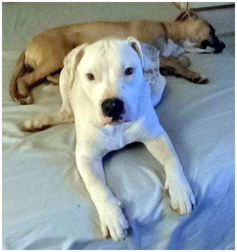 Rubble, a Adoptable mixed breed in Oak Ridge, TN image 3/3