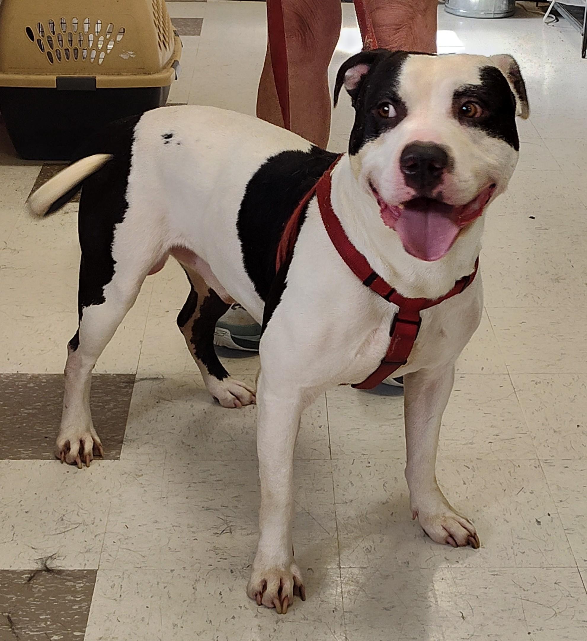 OREO, ADOPTABLE, Adult Male Pit Bull Terrier.