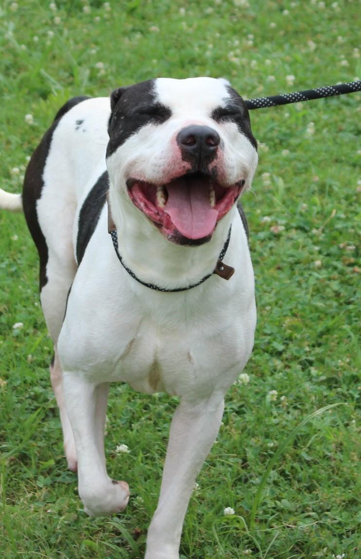Enlarge OREO, a ADOPTABLE Pit Bull Terrier in Claremore, OK image 2/2