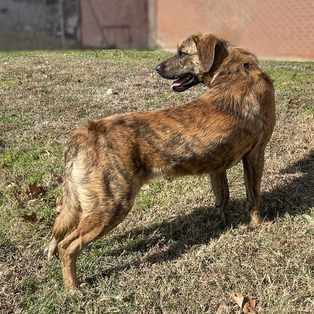 Enlarge Ranger, a Adoptable Black Mouth Cur in Brenham, TX image 2/6